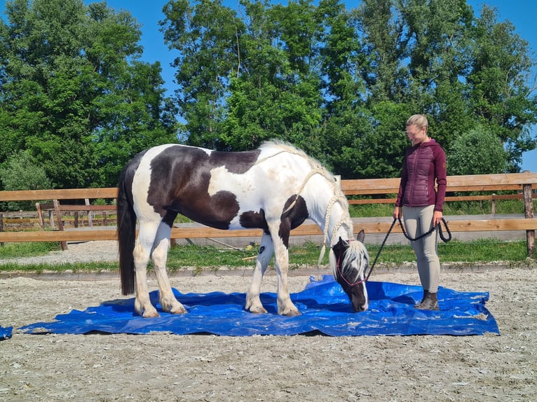 Tinker Mix Stute 7 Jahre 162 cm Schecke in Franchesse