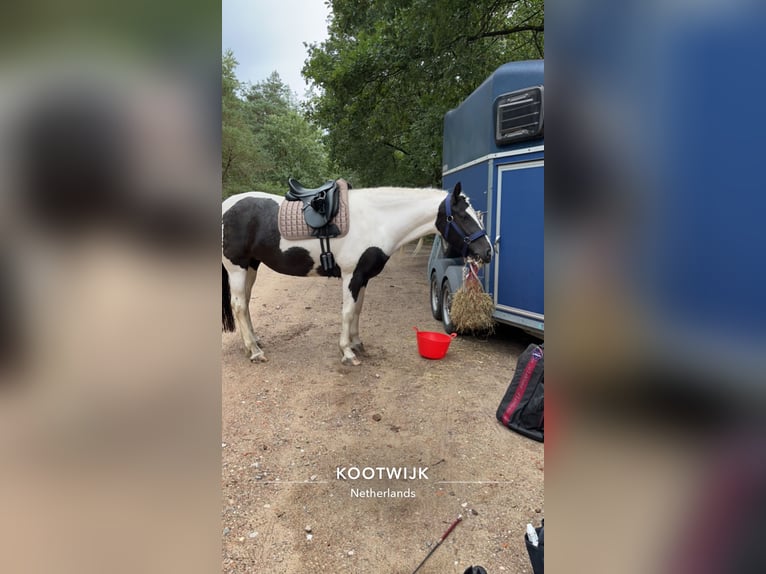 Tinker Mix Stute 7 Jahre 162 cm Schecke in Franchesse