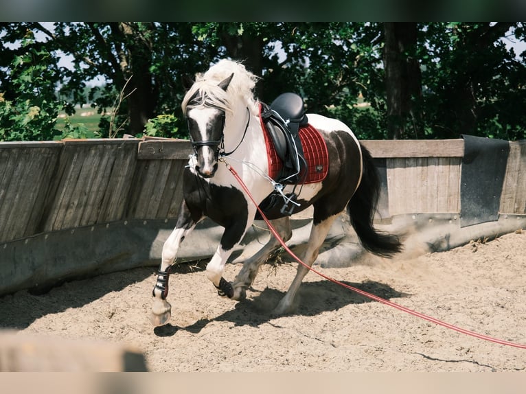 Tinker Mix Stute 7 Jahre 162 cm Schecke in Franchesse