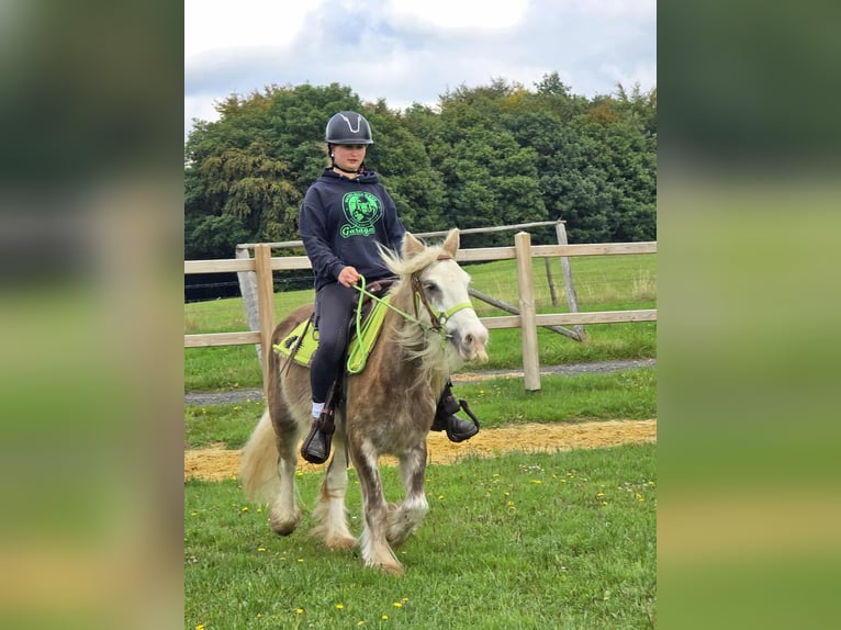 Tinker Stute 7 Jahre Palomino in Linkenbach