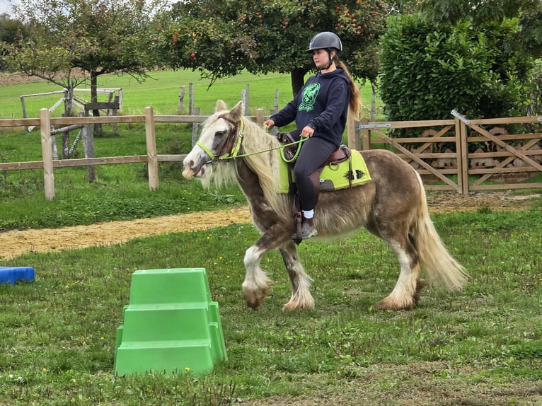 Tinker Stute 7 Jahre Palomino in Linkenbach