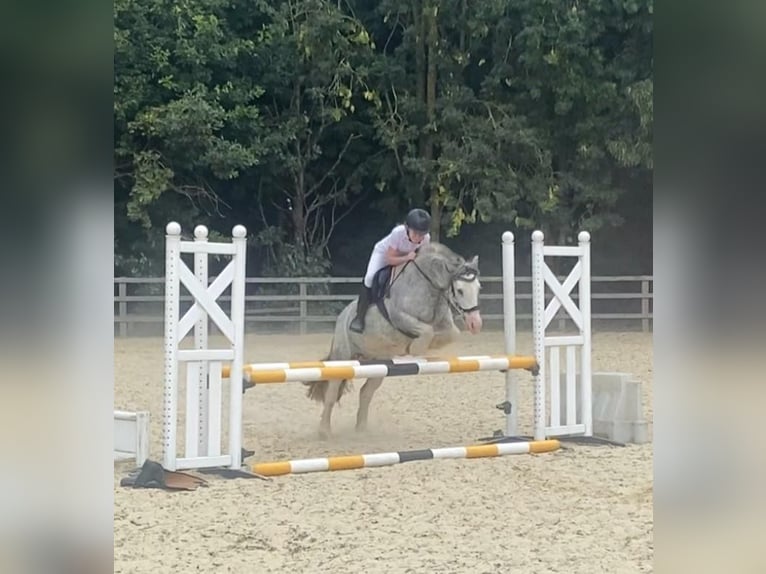 Tinker Stute 7 Jahre Roan-Blue in Wrotham Heath