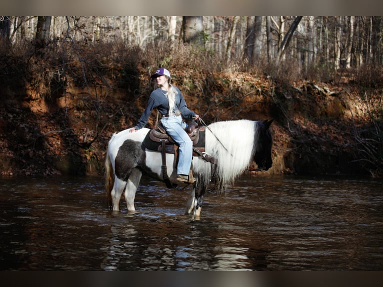 Tinker Stute 7 Jahre Roan-Blue in Rutledge