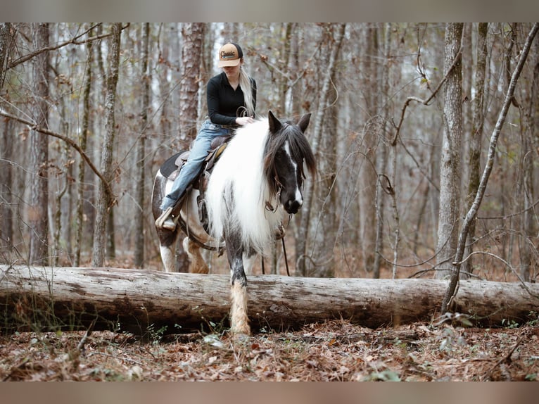 Tinker Stute 7 Jahre Roan-Blue in Rutledge