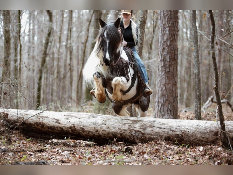 Tinker Stute 7 Jahre Roan-Blue in Rutledge