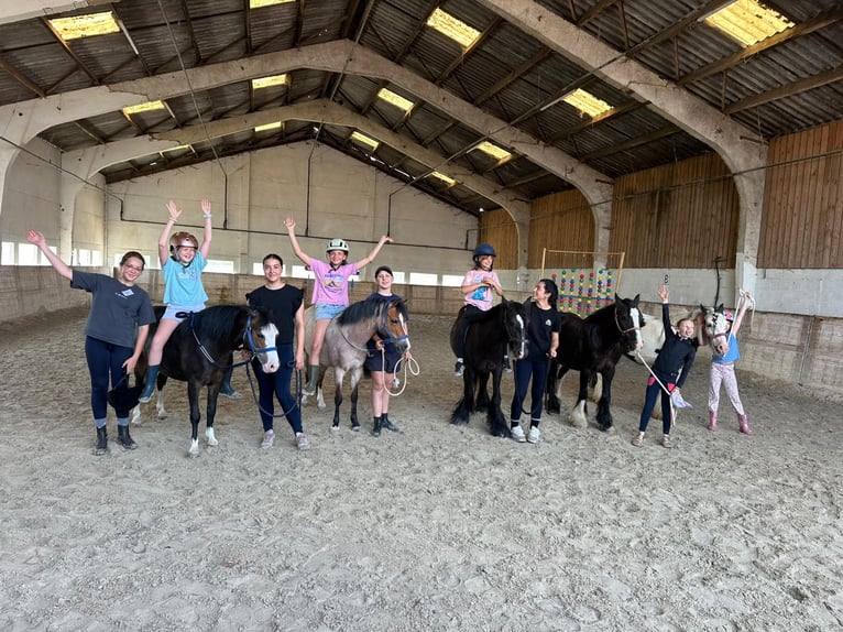 Tinker Stute 8 Jahre 124 cm Rappe in Pepingen