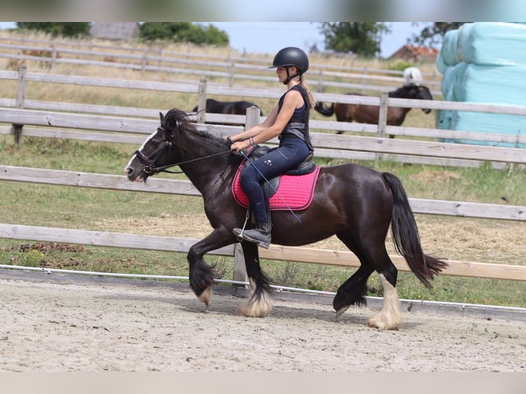 Tinker Stute 8 Jahre 124 cm Rappe in Pepingen