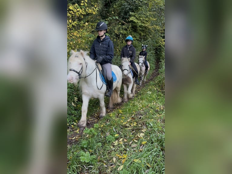 Tinker Stute 8 Jahre 128 cm Cremello in Bogaarden