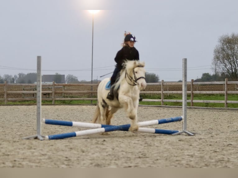 Tinker Stute 8 Jahre 128 cm Cremello in Bogaarden