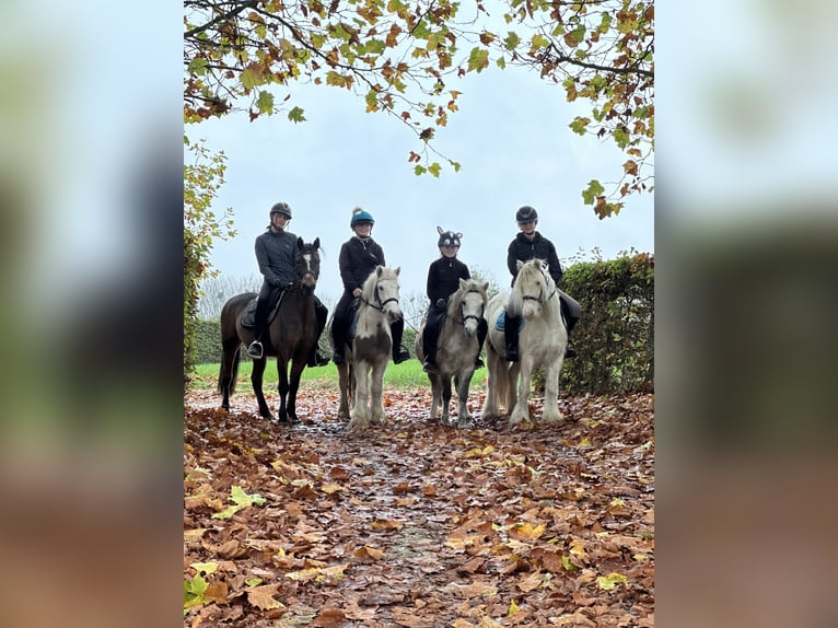 Tinker Stute 8 Jahre 128 cm Cremello in Bogaarden