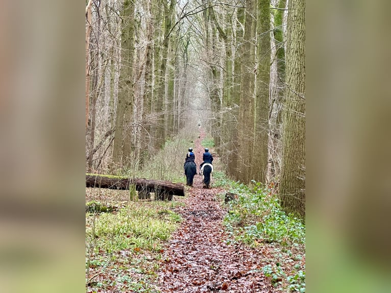 Tinker Stute 8 Jahre 130 cm Schecke in Bogaarden