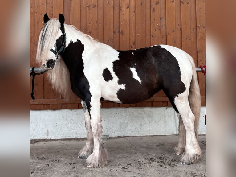 Tinker Stute 8 Jahre 130 cm Schecke in Karlsbad
