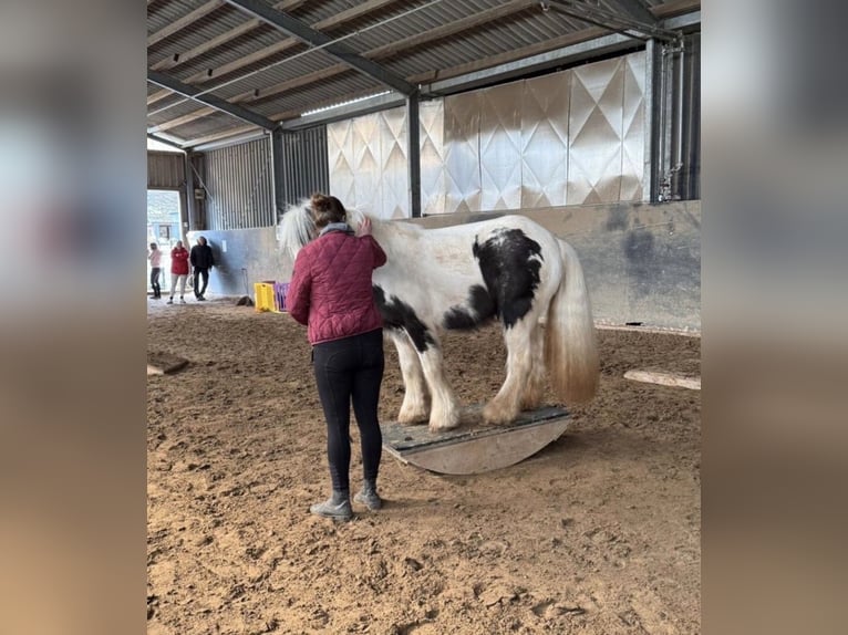 Tinker Stute 8 Jahre 130 cm Schecke in Marl