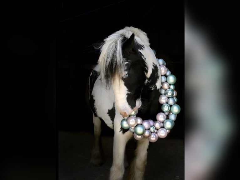 Tinker Stute 8 Jahre 130 cm Schecke in Marl
