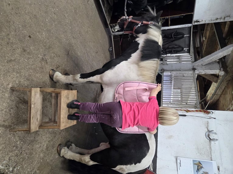 Tinker Stute 8 Jahre 130 cm Schecke in Oldendorf