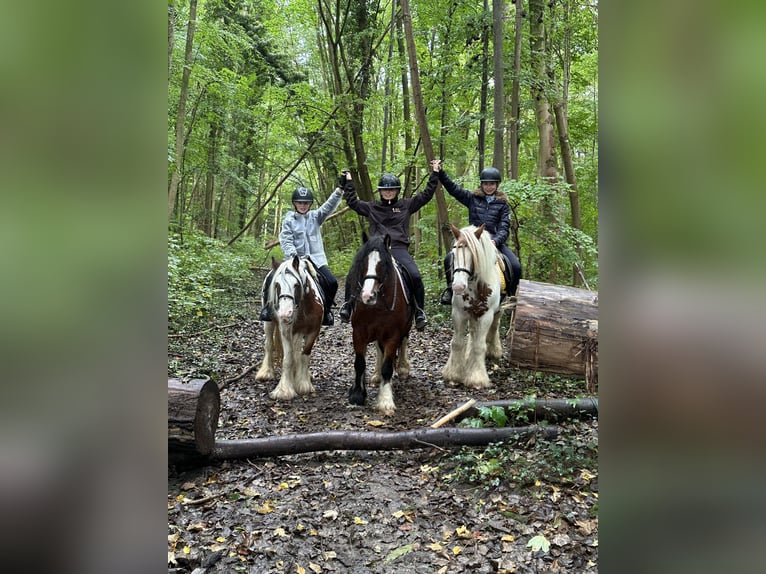 Tinker Stute 8 Jahre 133 cm Schecke in Bogaarden