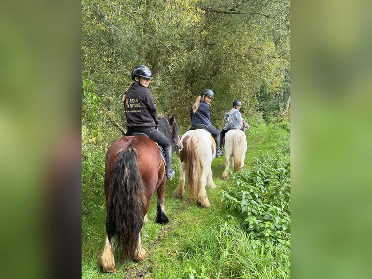 Tinker Stute 8 Jahre 133 cm Schecke in Bogaarden