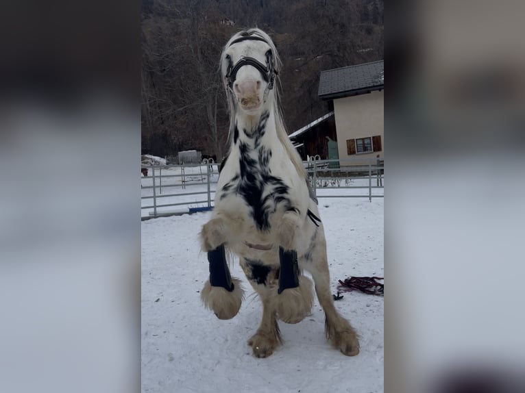 Tinker Mix Stute 8 Jahre 135 cm Schecke in Sta. Maria Val M&#xFC;stair