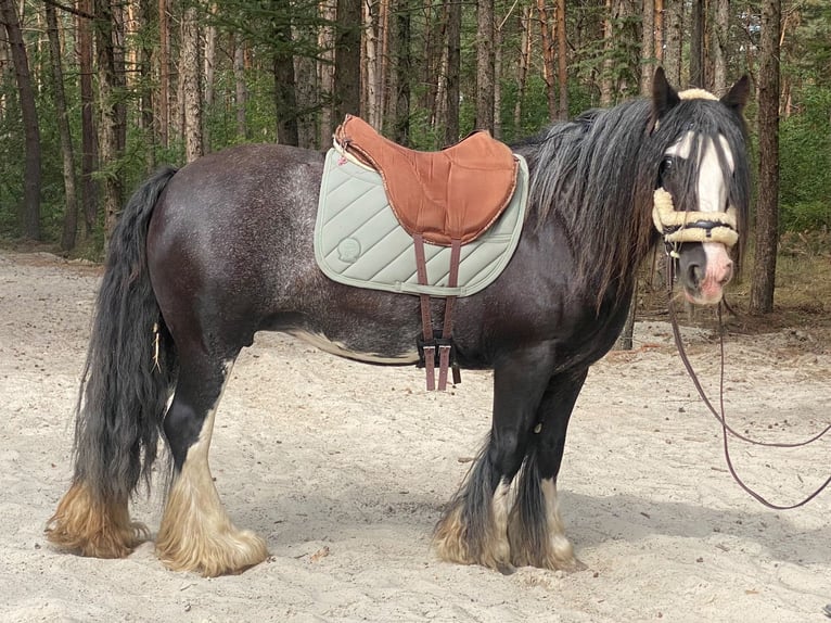 Tinker Stute 8 Jahre 136 cm  in Lathen