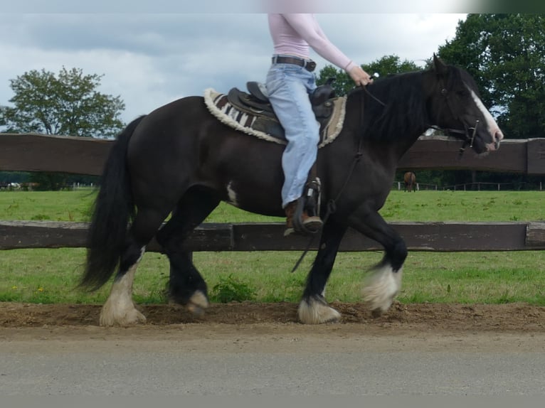 Tinker Stute 8 Jahre 136 cm Rappe in Lathen