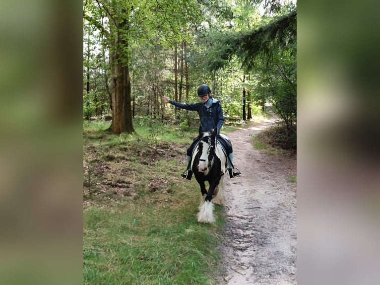 Tinker Stute 8 Jahre 136 cm Schecke in Lekkerkerk