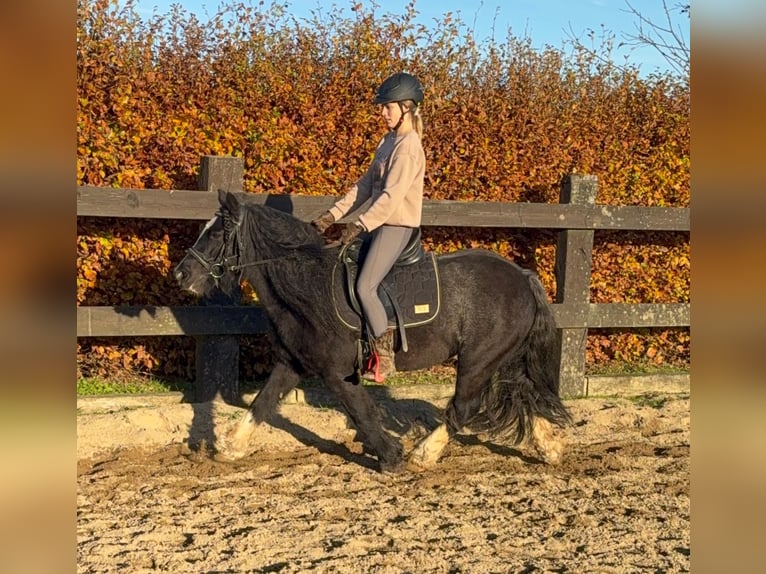 Tinker Stute 8 Jahre 137 cm Rappe in Daleiden