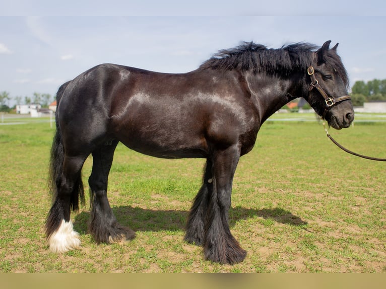 Tinker Stute 8 Jahre 138 cm Rappe in Opole