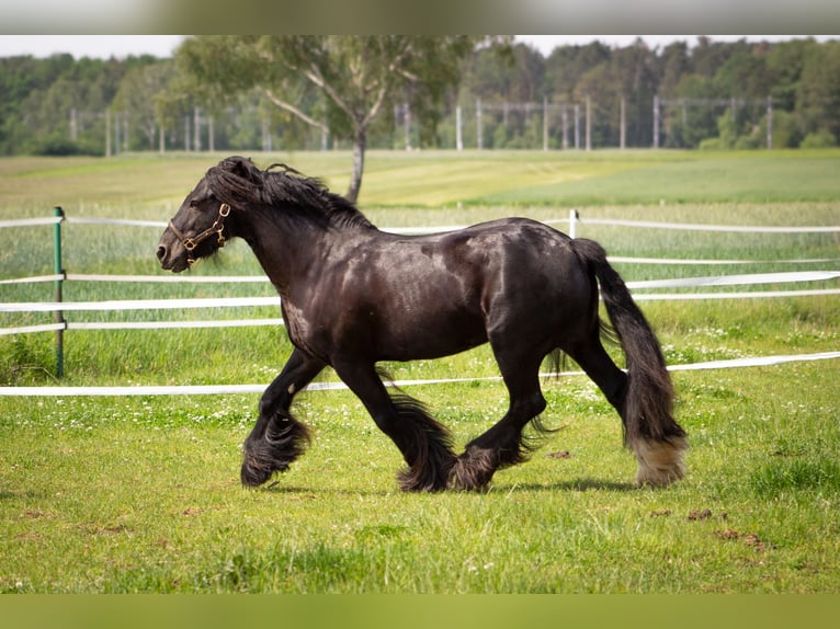 Tinker Stute 8 Jahre 138 cm Rappe in Opole