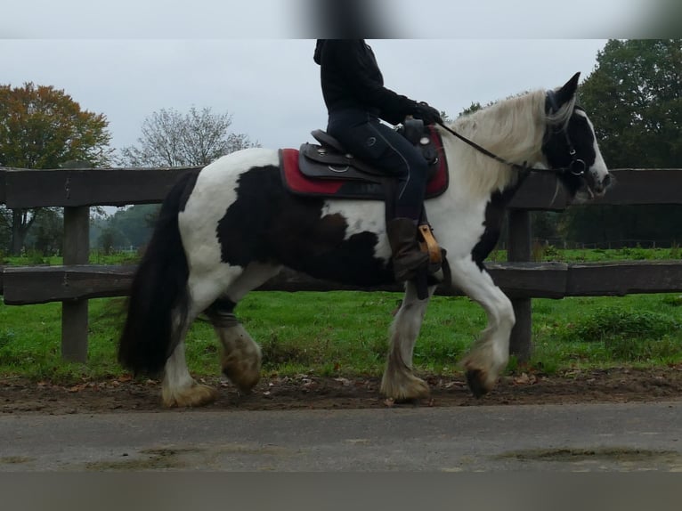 Tinker Stute 8 Jahre 139 cm Schecke in Lathen