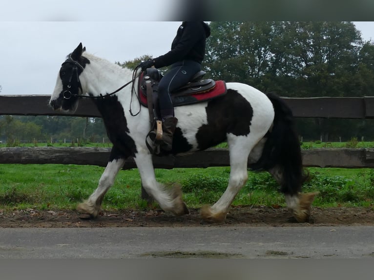 Tinker Stute 8 Jahre 139 cm Schecke in Lathen