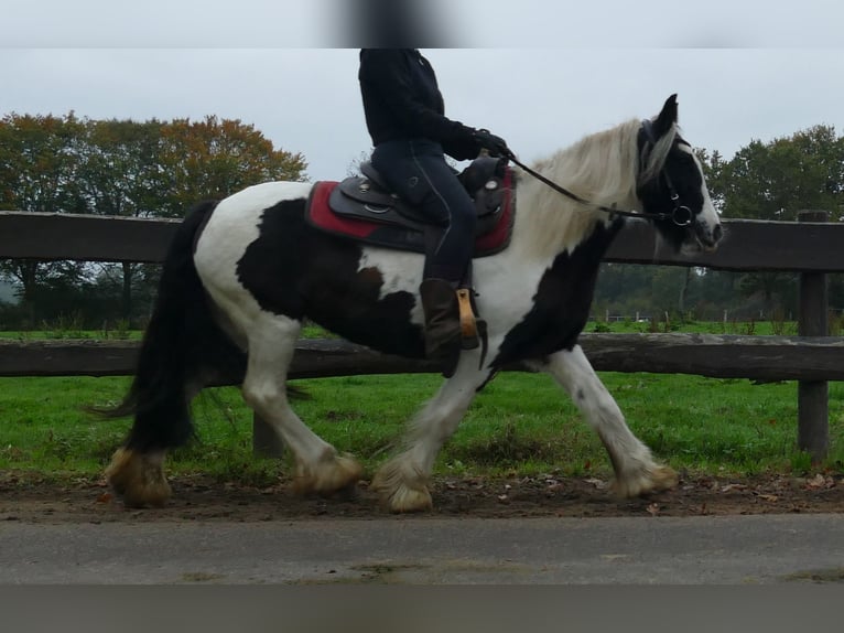 Tinker Stute 8 Jahre 139 cm Schecke in Lathen