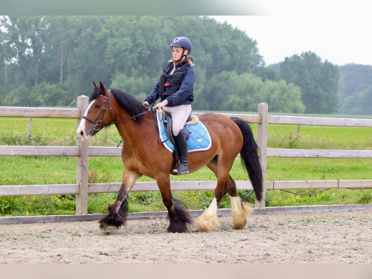 Tinker Stute 8 Jahre 140 cm Brauner in Bogaarden