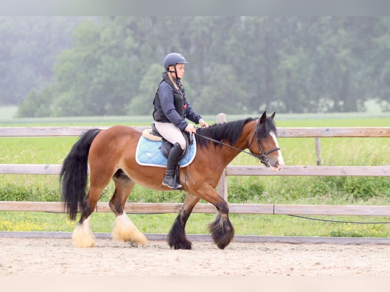 Tinker Stute 8 Jahre 140 cm Brauner in Bogaarden