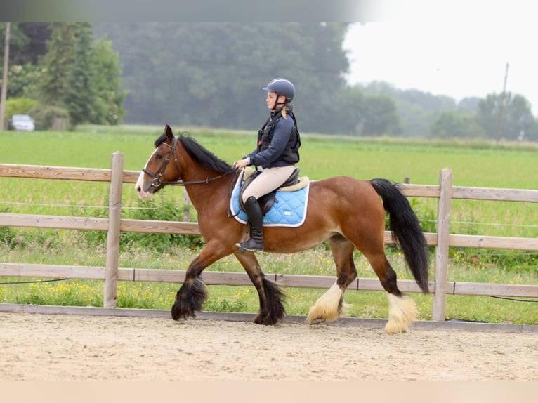 Tinker Stute 8 Jahre 140 cm Brauner in Bogaarden