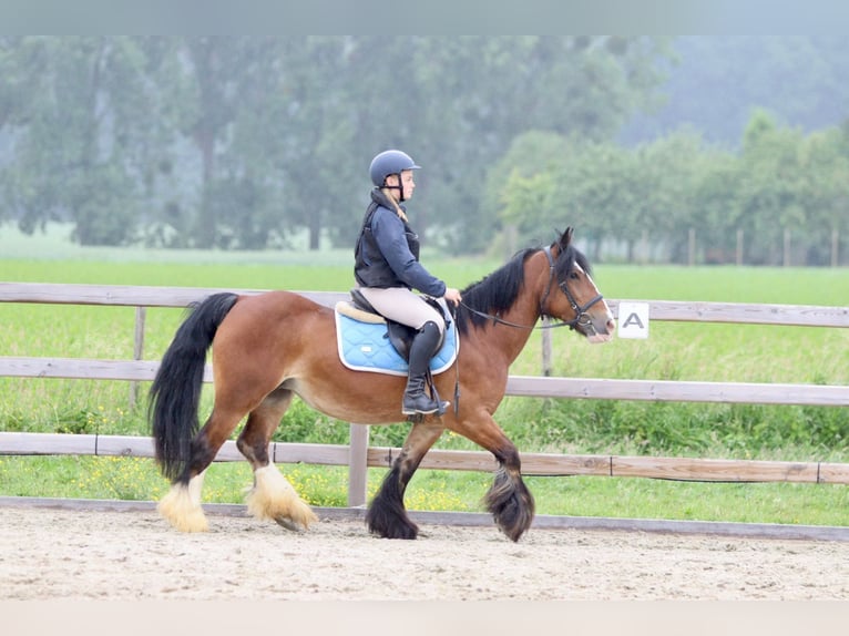 Tinker Stute 8 Jahre 140 cm Brauner in Bogaarden