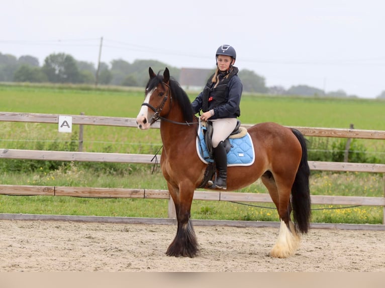 Tinker Stute 8 Jahre 140 cm Brauner in Bogaarden