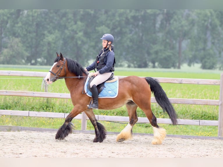 Tinker Stute 8 Jahre 140 cm Brauner in Bogaarden