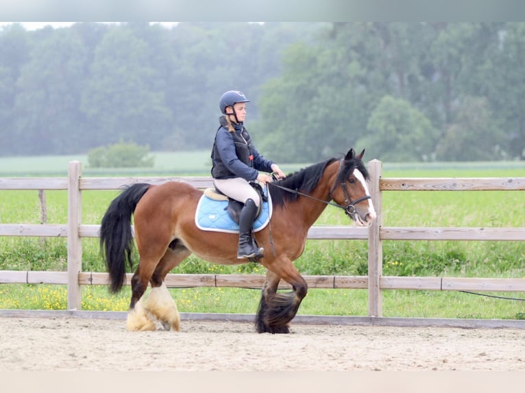 Tinker Stute 8 Jahre 140 cm Brauner in Bogaarden