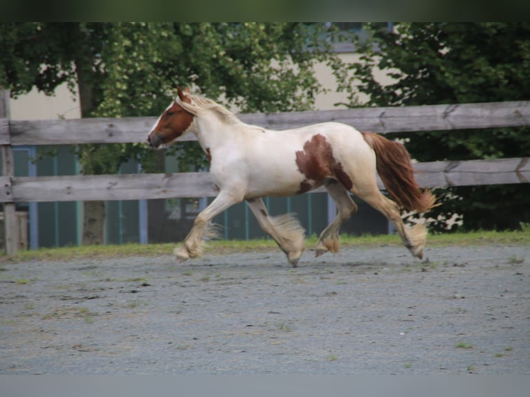 Tinker Stute 8 Jahre 140 cm Schecke in Pleystein