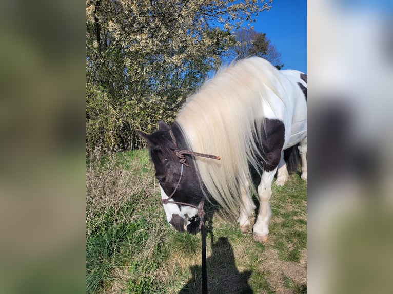 Tinker Mix Stute 8 Jahre 142 cm Schecke in Schweinfurt