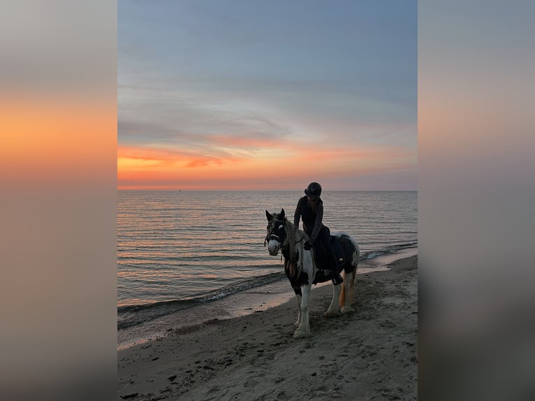 Tinker Stute 8 Jahre 143 cm in Stahnsdorf