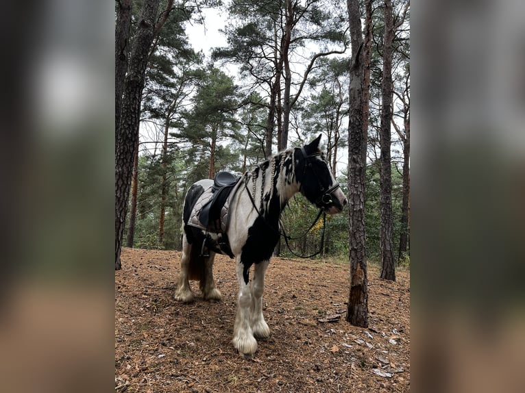 Tinker Stute 8 Jahre 143 cm in Stahnsdorf