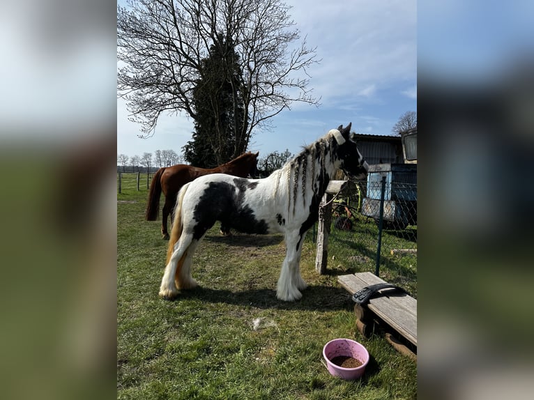 Tinker Stute 8 Jahre 143 cm in Stahnsdorf