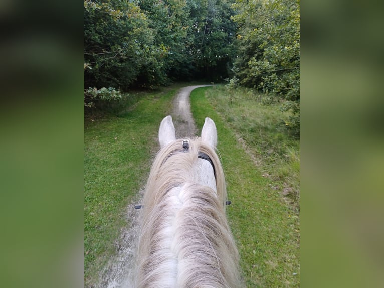 Tinker Stute 8 Jahre 146 cm Roan-Blue in Assen