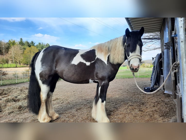 Tinker Stute 8 Jahre 147 cm Schecke in Ibbenb&#xFC;ren