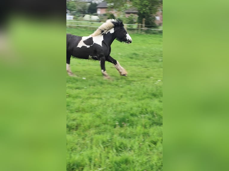 Tinker Stute 8 Jahre 147 cm Schecke in Ibbenb&#xFC;ren