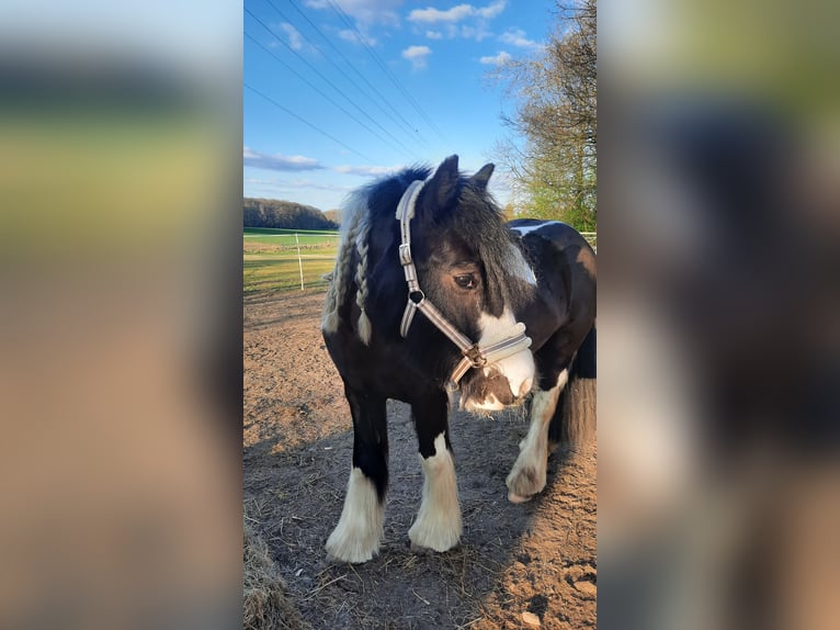 Tinker Stute 8 Jahre 147 cm Schecke in Ibbenb&#xFC;ren