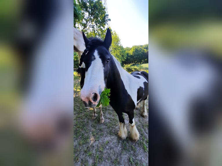 Tinker Stute 8 Jahre 147 cm Schecke in Ibbenb&#xFC;ren