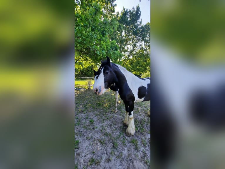 Tinker Stute 8 Jahre 147 cm Schecke in Ibbenb&#xFC;ren
