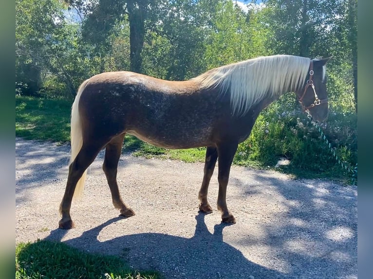 Tinker Stute 8 Jahre 150 cm Brauner in Fishtail MT